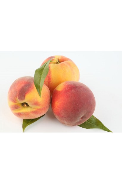 Prunus persica ‘Fleming Fury’